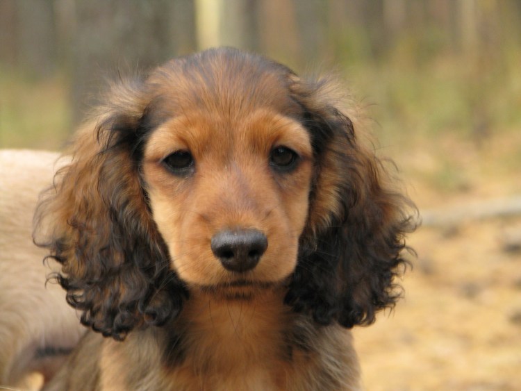 Кроличья такса кудрявая