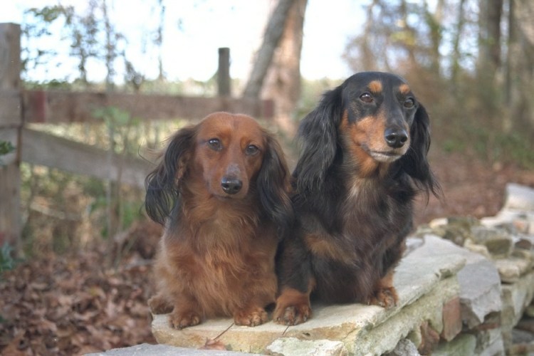 Кокер спаниель бело рыжий