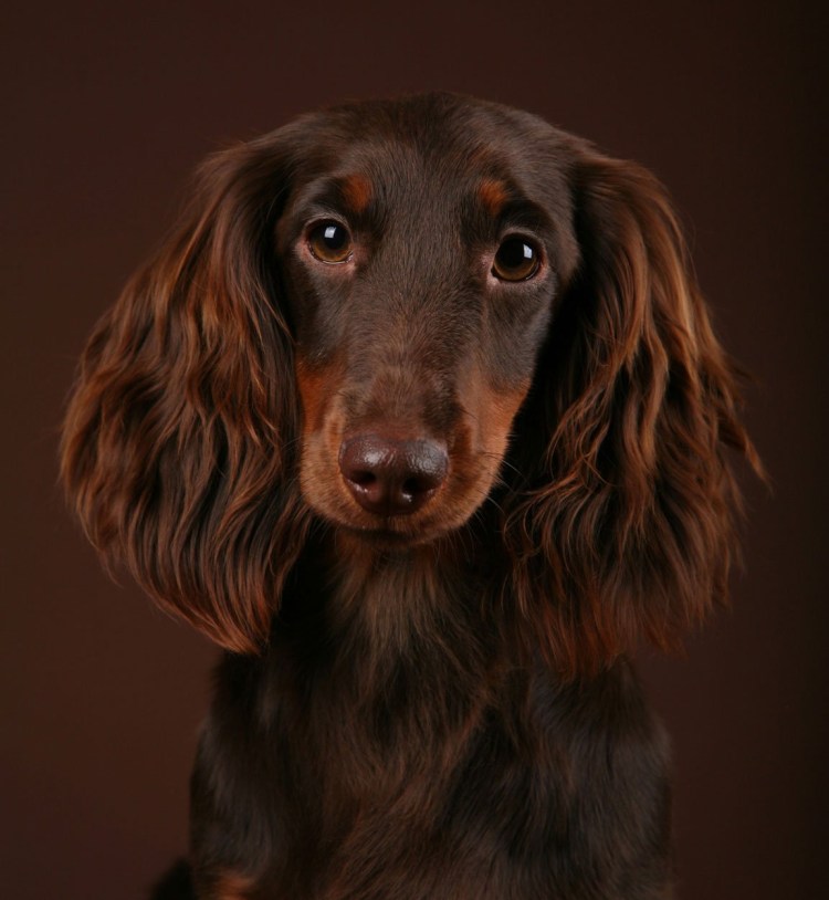 Такса длинношерстная