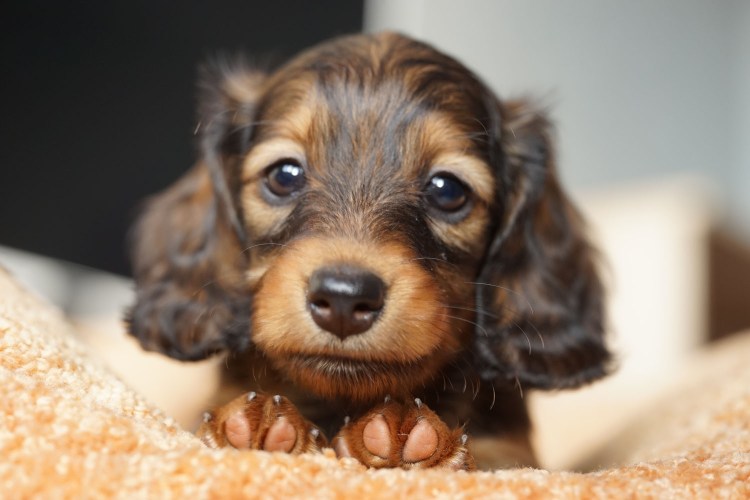 Такса длинношерстная