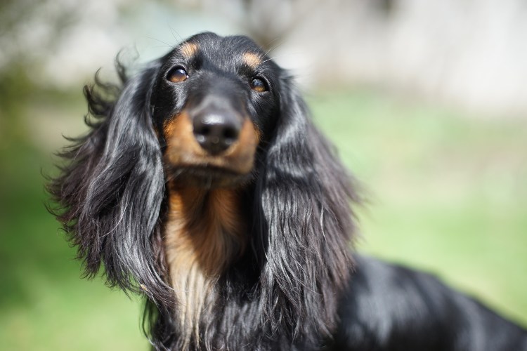 Длинношерстная такса + кокер спаниель