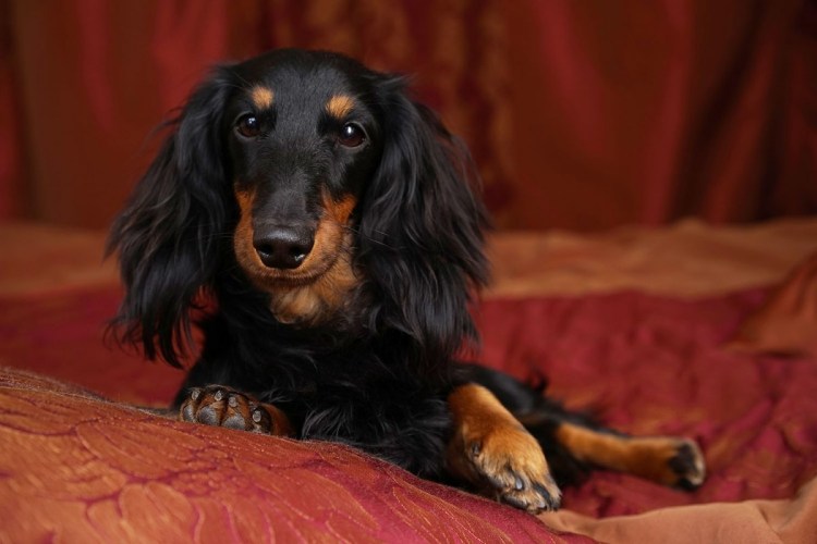 Такса с длинными ушами