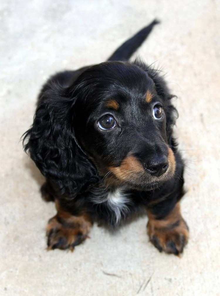 Милая такса