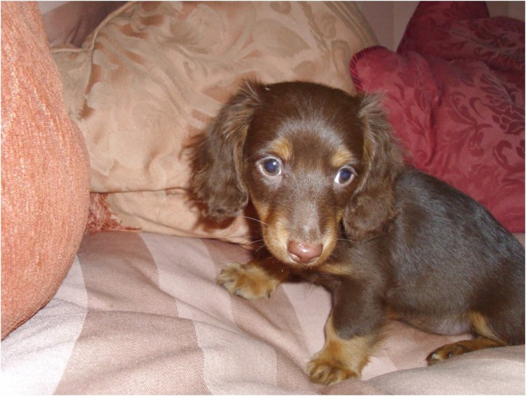 Милые щенки маленький такса