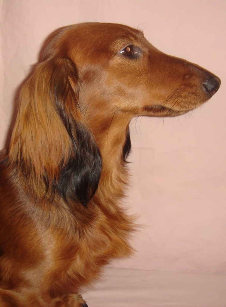 Длинношёрстная кролич ьятакса