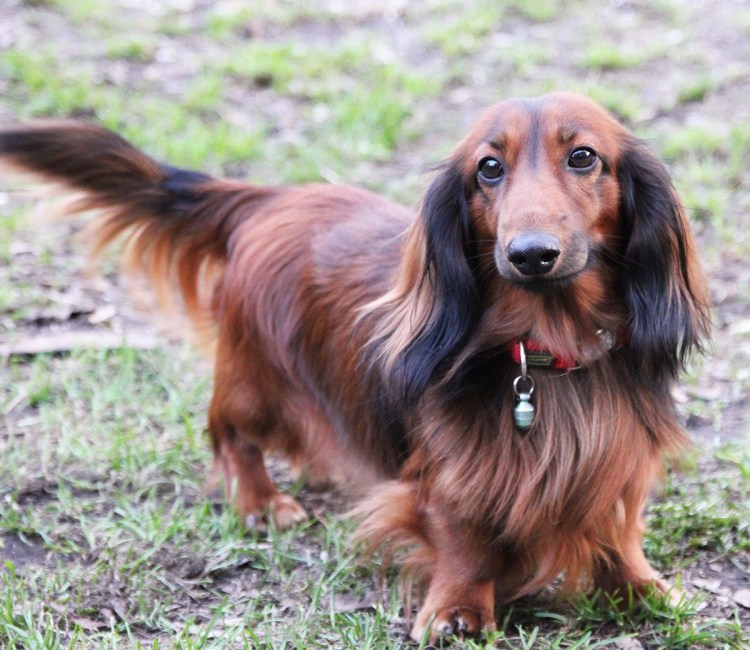 Такса длинношерстная