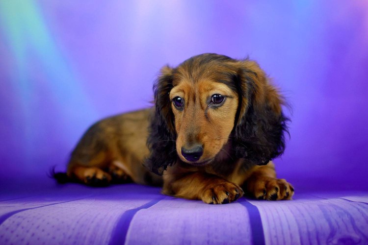 Такса карликовая кудрявая