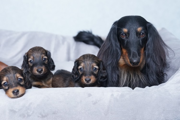 Длинношерстная такса пятнистая