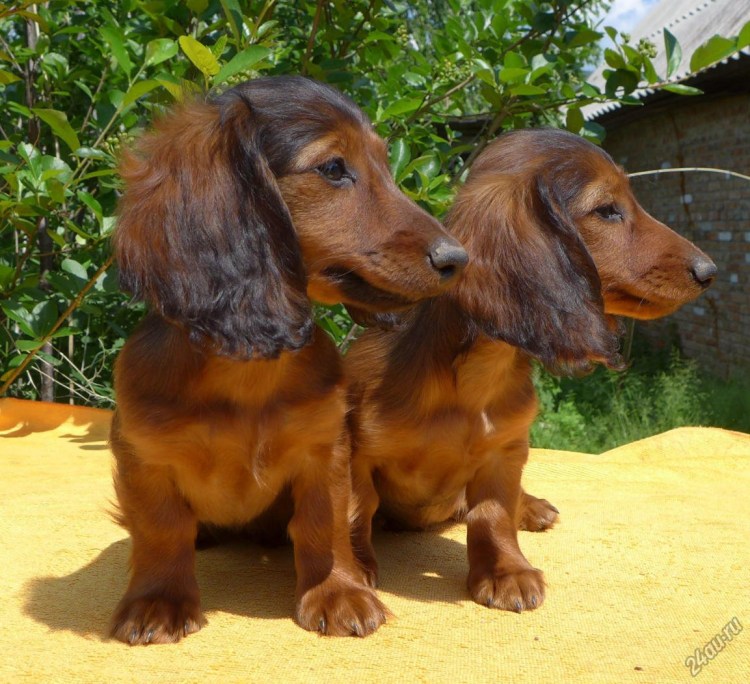 Кудрявая такса фото