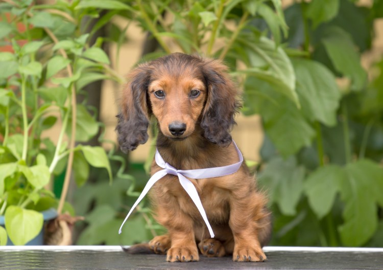 Карликовая такса длинношерстная кудрявая