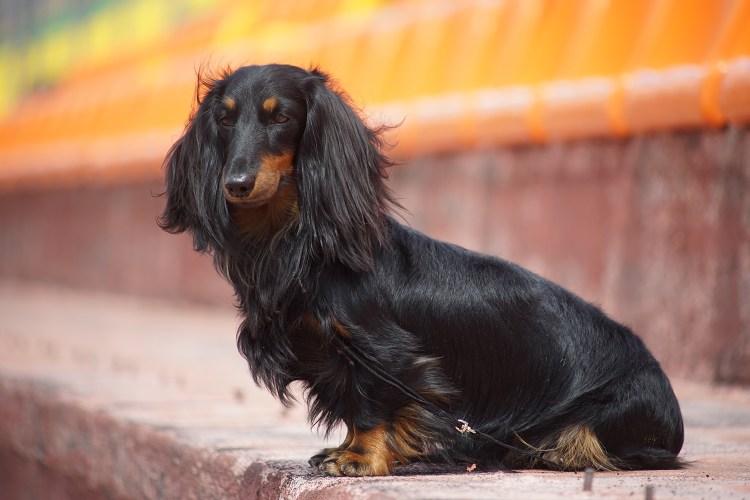 Такса длинношерстная