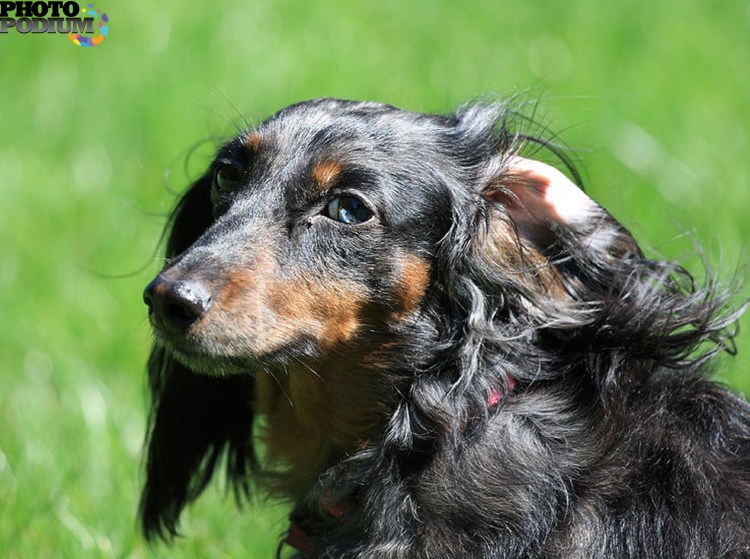 Кроличья такса длинношерстная