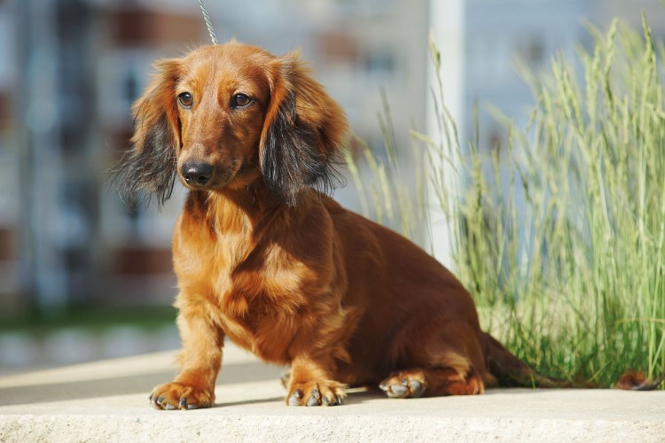 Той пудель и такса