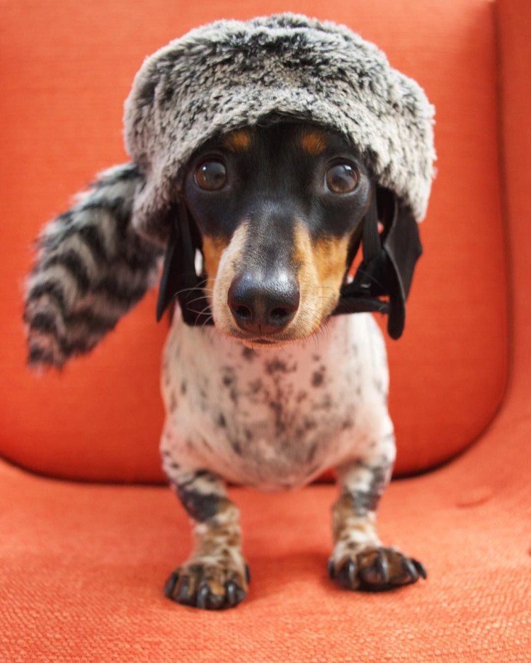 Такса длинношерстная