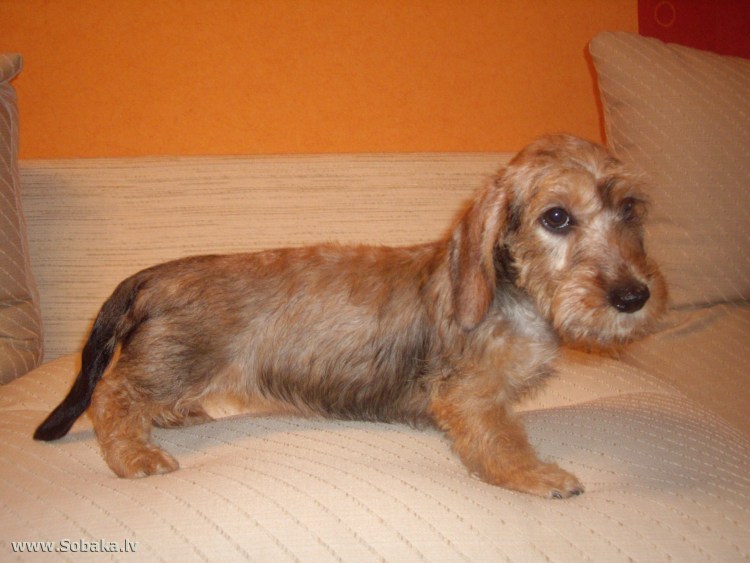 Такса длинношерстная кудрявая