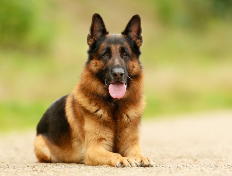 Герман Шеферд