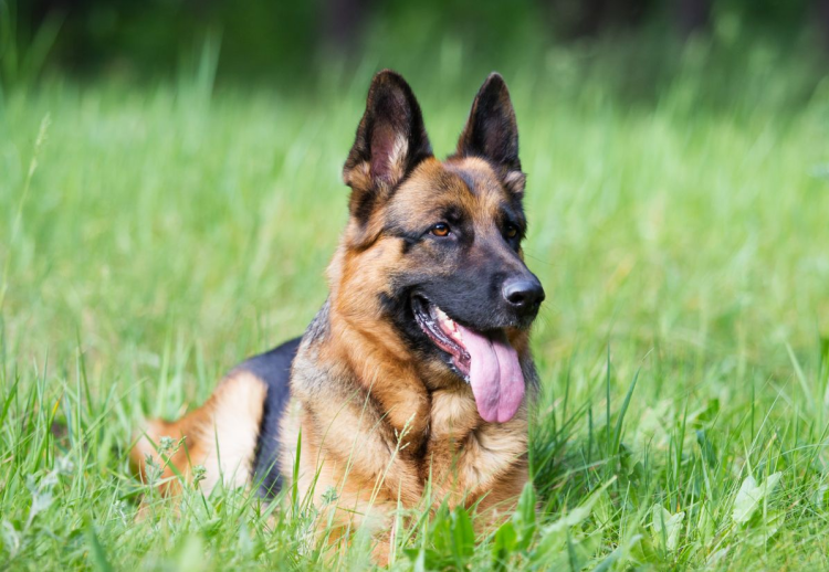 Немецкая овчарка Шеферд
