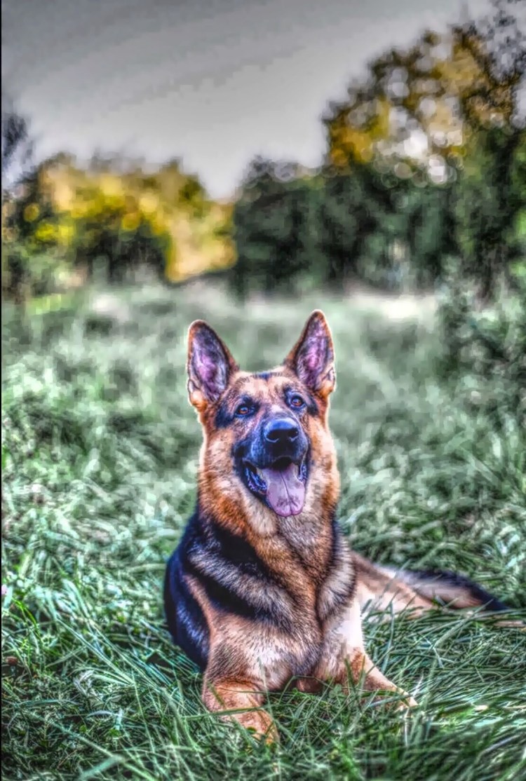 Баварская овчарка Shepherd