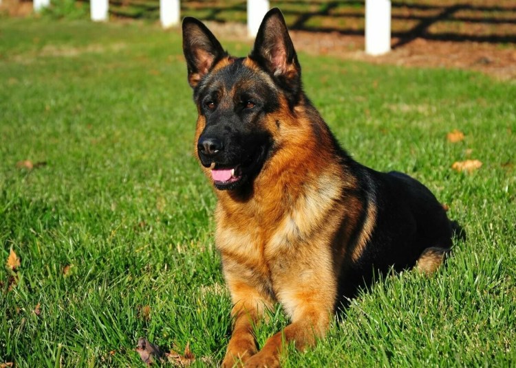 Герман Шепард