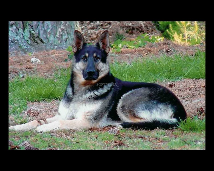 Немецкая овчарка Шепард