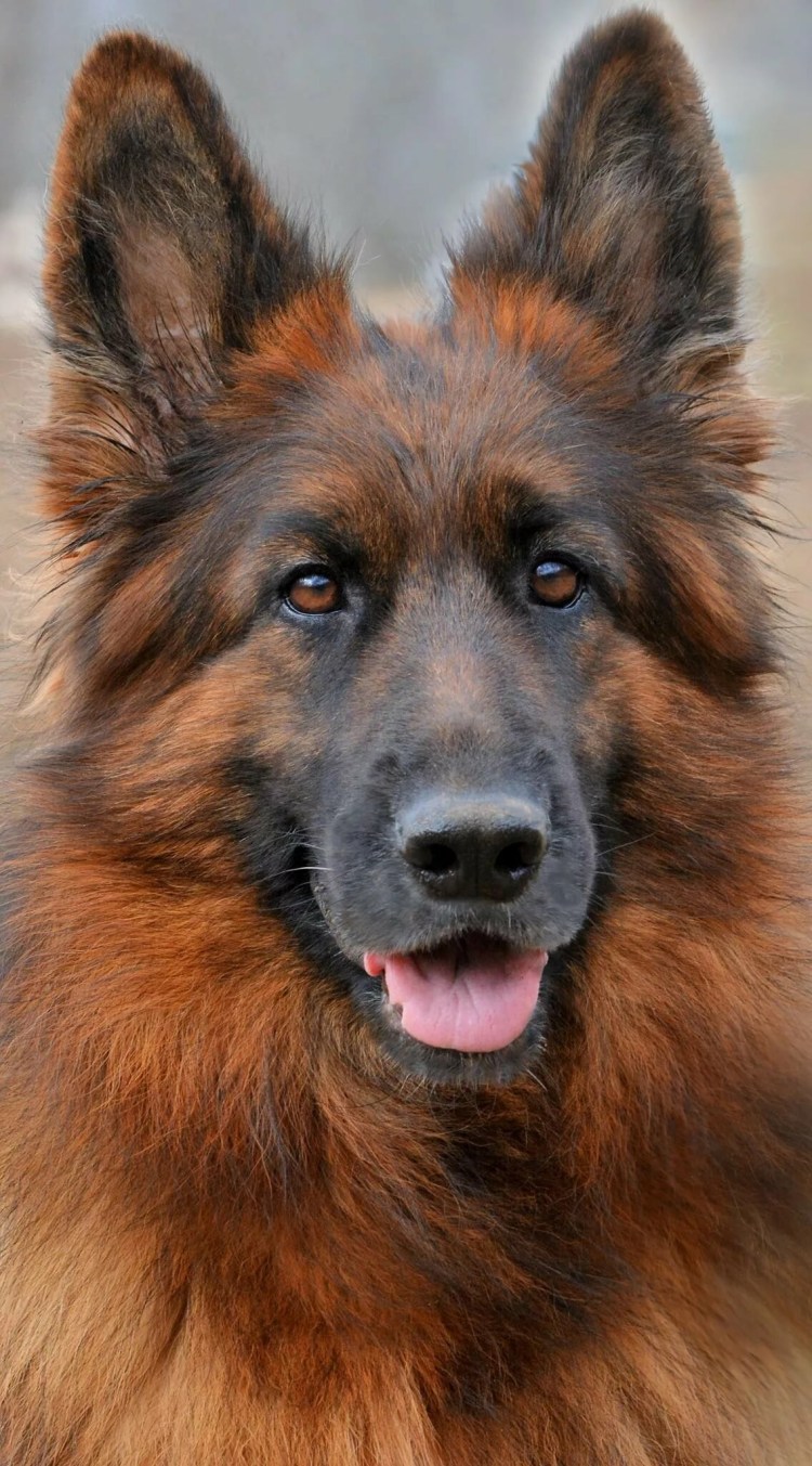 Немецкая овчарка Шеферд