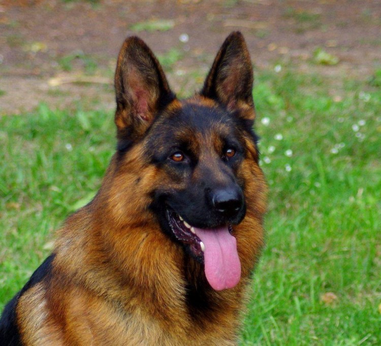 Немецкая овчарка агути
