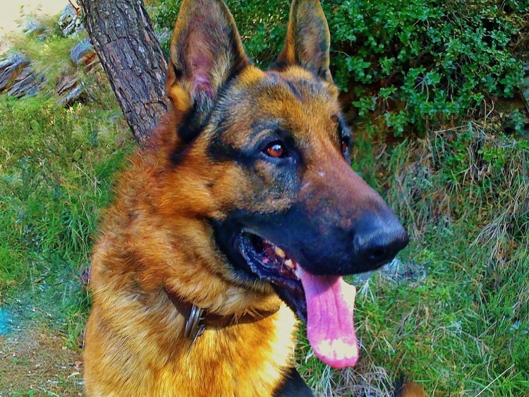 Какие уличные собаки бывают