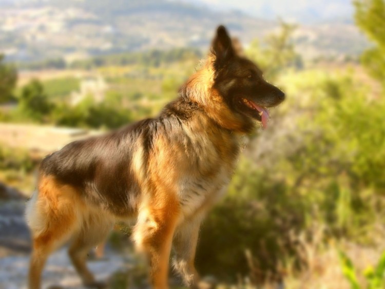 Немецкая овчарка Шеферд