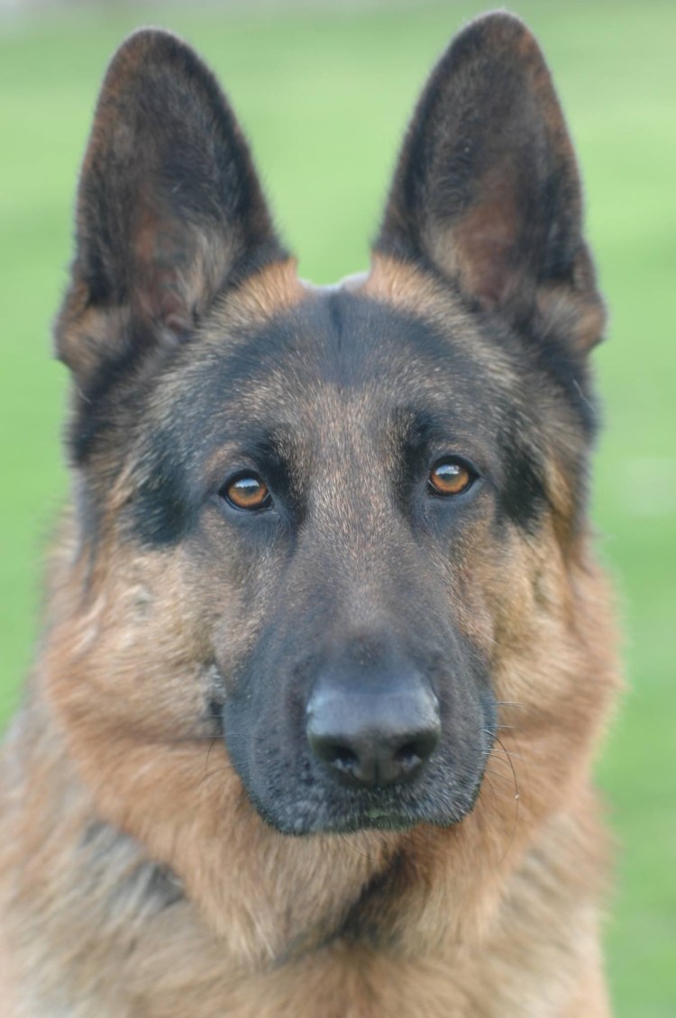 Немецкая овчарка черная