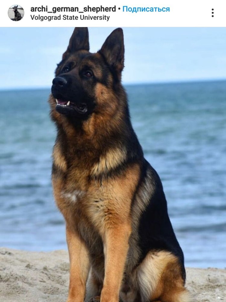 Немецкая овчарка Шеферд