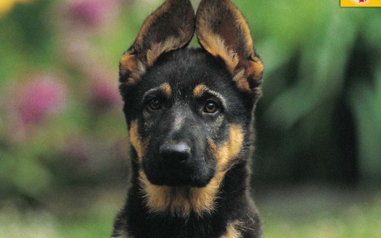 Немецкая овчарка черная