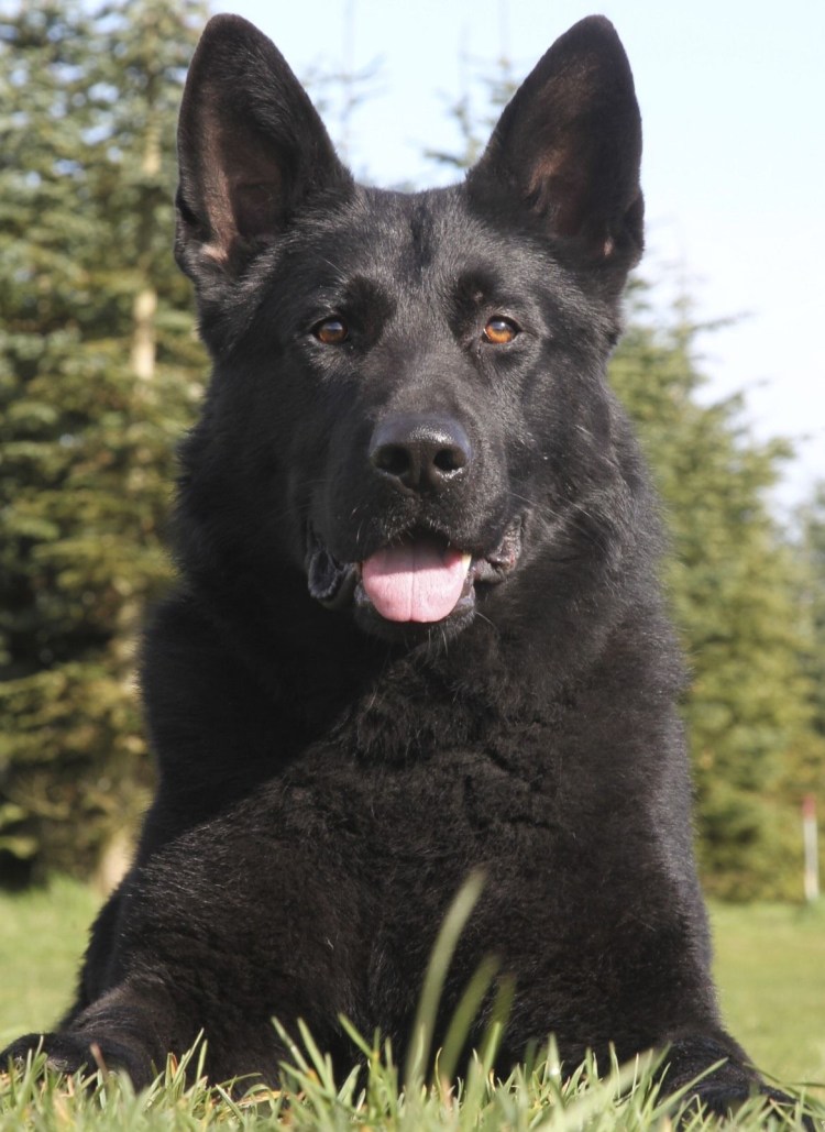 Герман Шепард