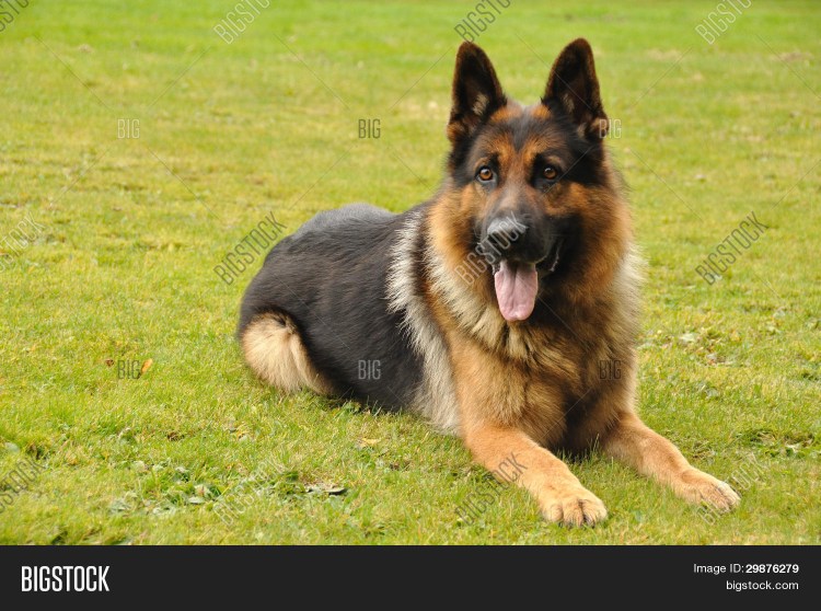 Собака в парке