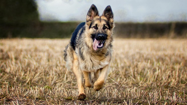 Старонемецкая овчарка черная