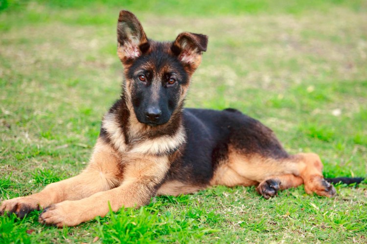 Немецкая овчарка Ханни