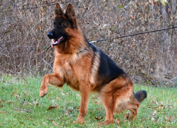 Герман Шепард