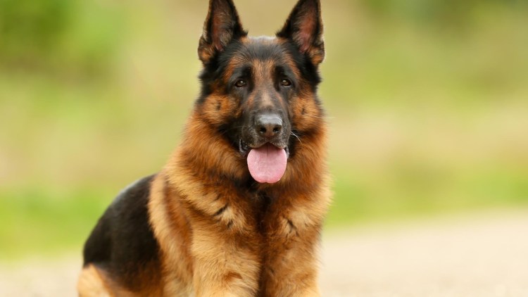 Dlinoshorstnaia Choraia nemeckaia Ovcharka