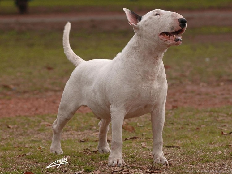 Бультерьер Хинкса