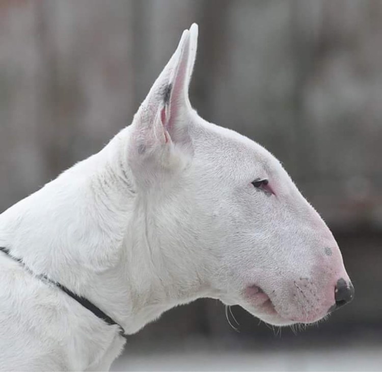 Бойцовский бультерьер