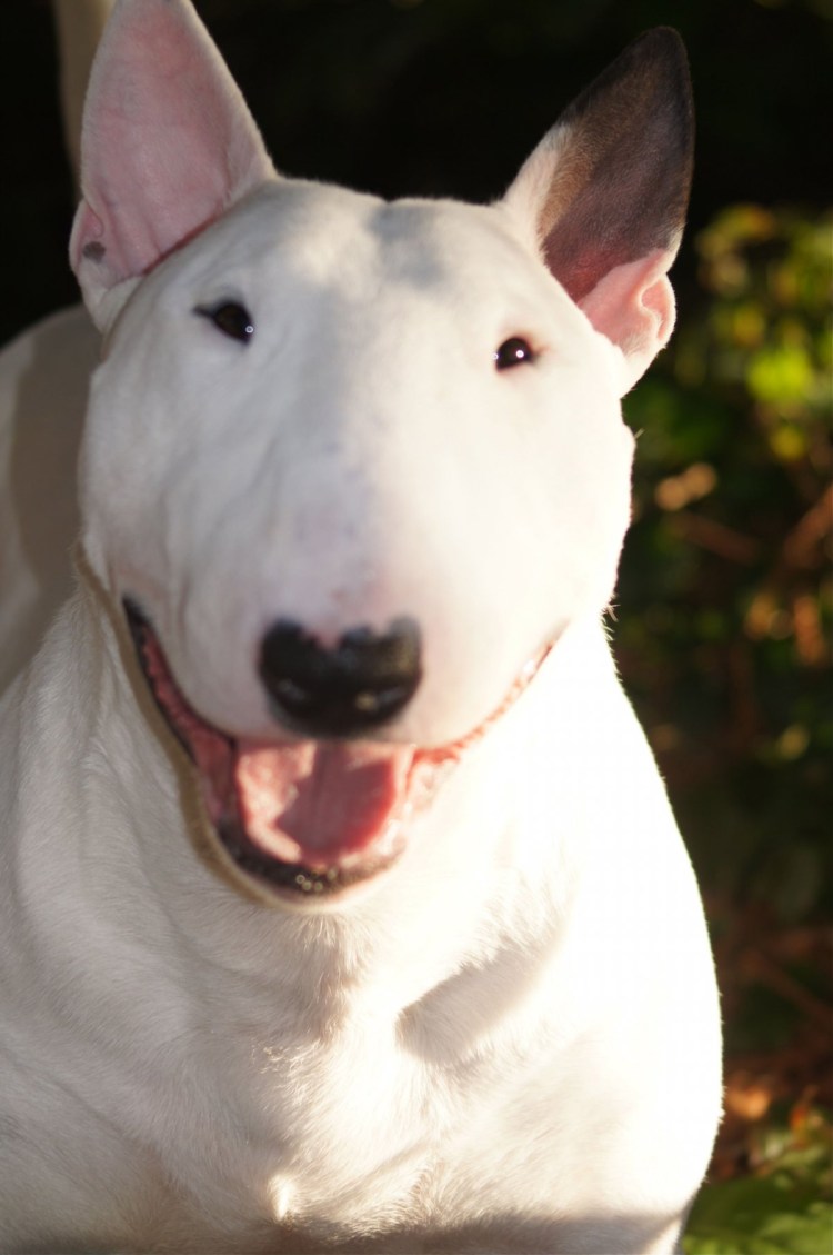 Порода бультерьер