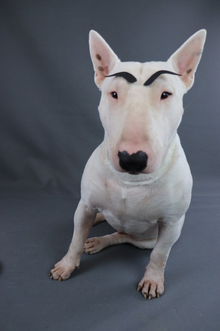 Собака бультерьер