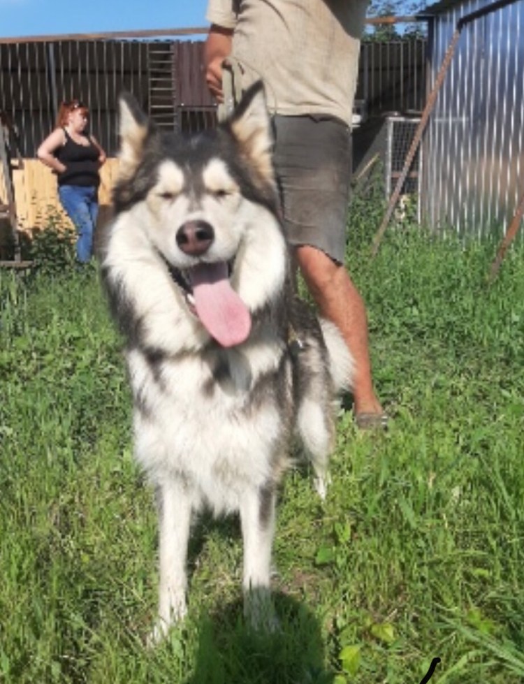 Большие породы собак которые можно подарить детям