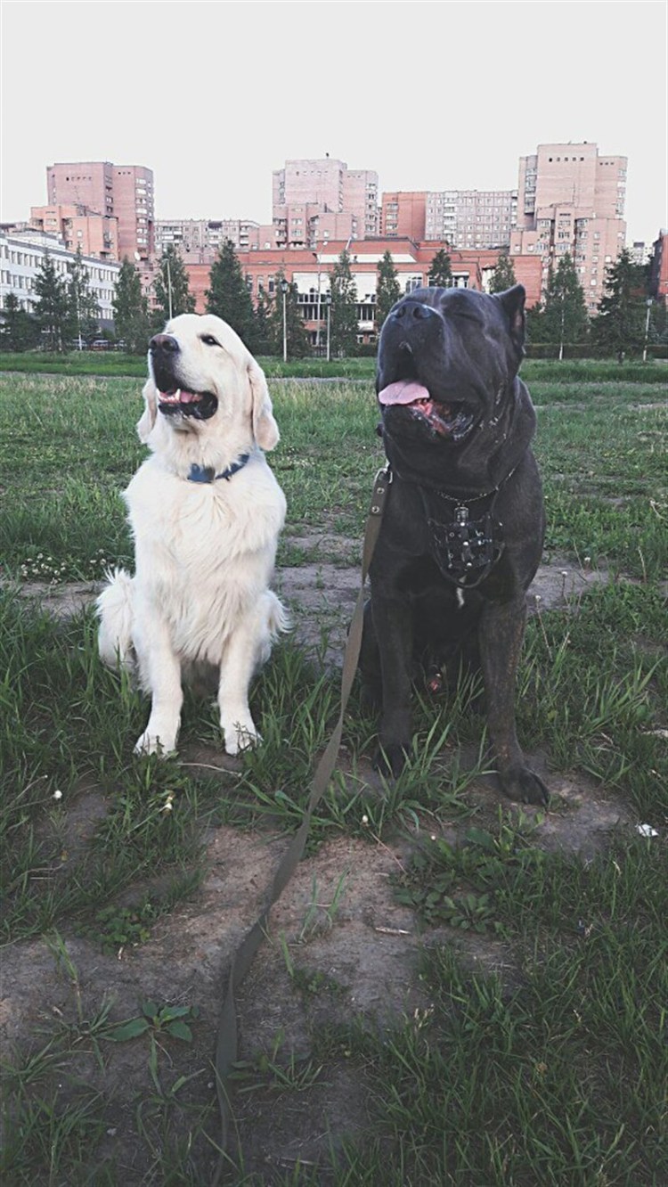 Тонет собака город Туймазы