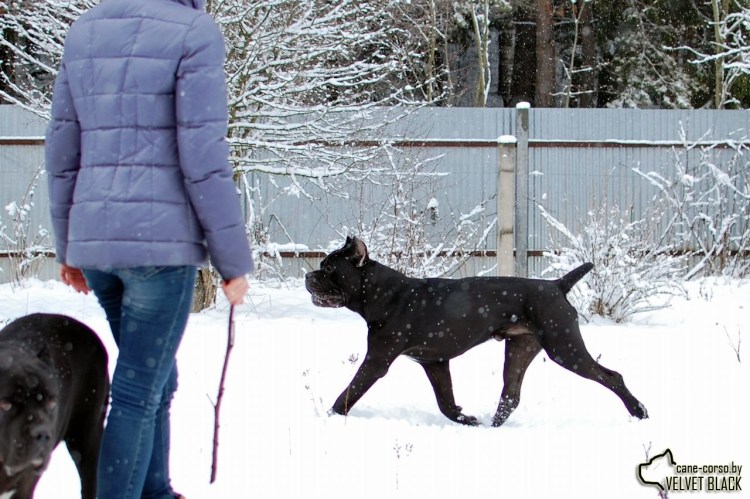 Возраст чихуахуа