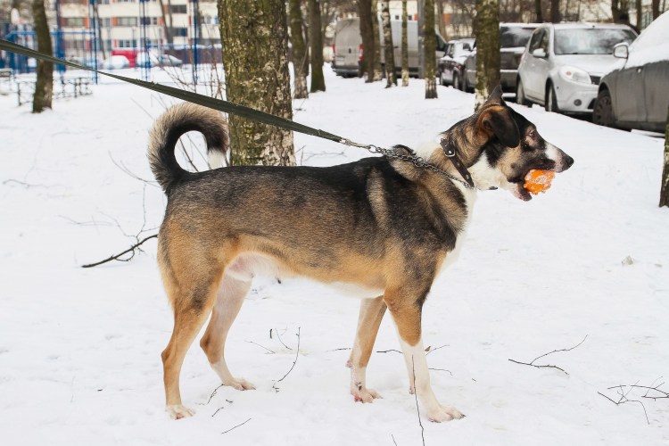 Картинки мопсиков щенков