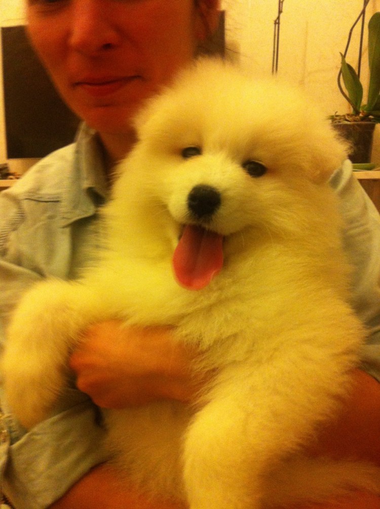 Порода собаки у Литвина Михаила