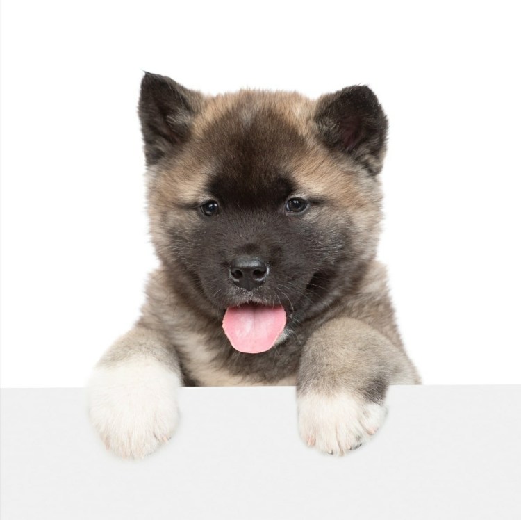 Порода собак Маримар