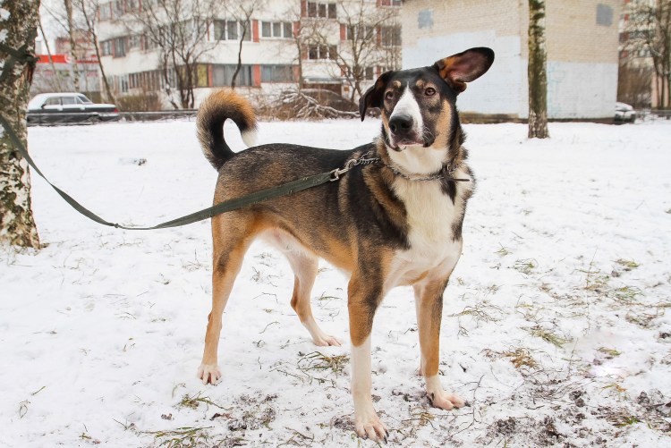 Денис ТБП Миронов собака порода