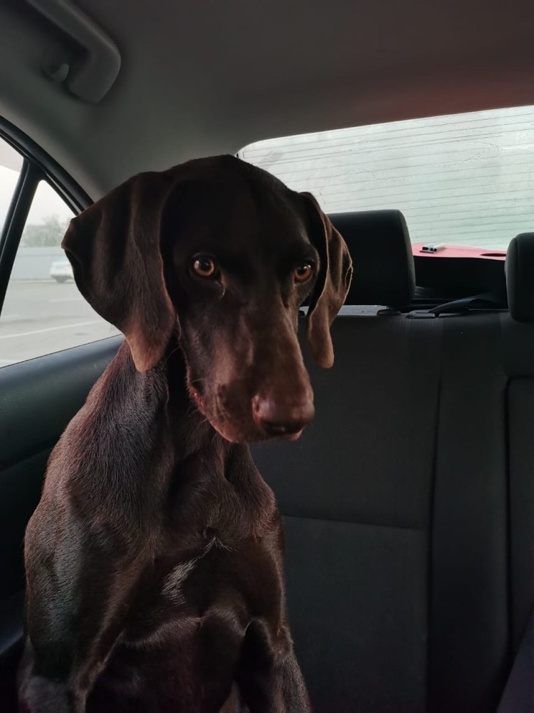 Порода собак Бизон Шизе