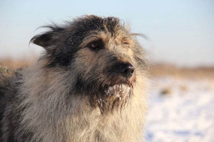 Гончая с длинной шерстью